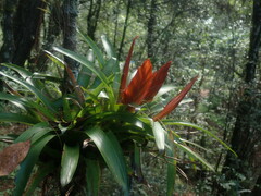 Tillandsia multicaulis