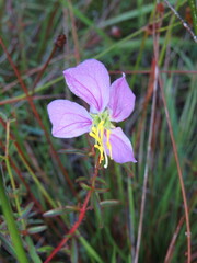 Rhexia mariana