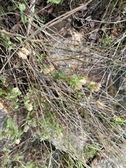 Hermannia hyssopifolia