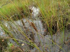 Carex lasiocarpa