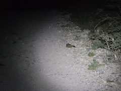 Phalaenoptilus nuttallii