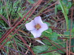 Rhexia nuttallii