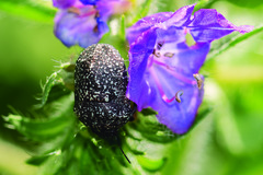 Psacasta exanthematica