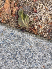 Scaphinotus angusticollis