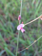 Desmodium incanum