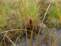 Carex lasiocarpa