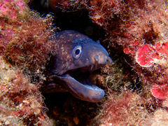 Muraena helena