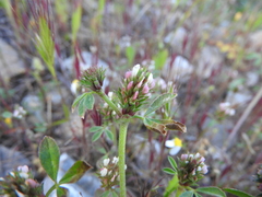 Trifolium scabrum