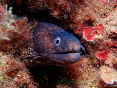 Muraena helena