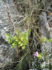 Notobubon galbanum