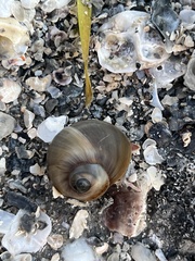 Neverita duplicata