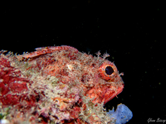 Scorpaena notata