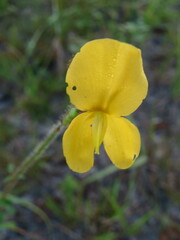 Chapmannia floridana