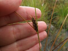 Carex lasiocarpa
