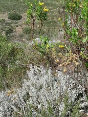 Osteospermum moniliferum
