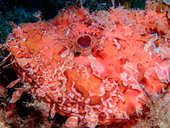 Scorpaena scrofa