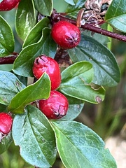 Cotoneaster divaricatus