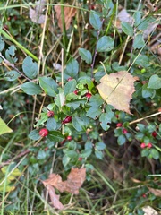 Cotoneaster divaricatus