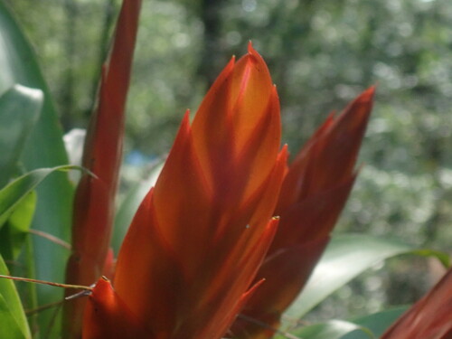 Image of Tillandsia multicaulis by no rights reserved