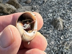 Clibanarius vittatus