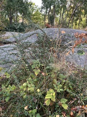 Cotoneaster divaricatus