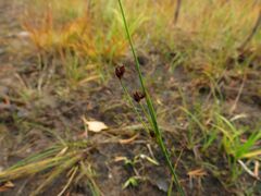Juncus alpinoarticulatus