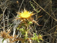 Carlina corymbosa
