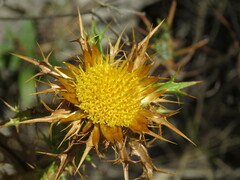 Carlina corymbosa