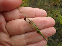 Juncus alpinoarticulatus