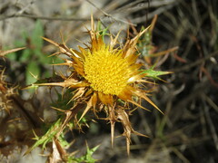 Carlina corymbosa