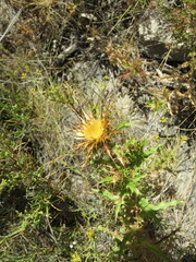 Carlina corymbosa