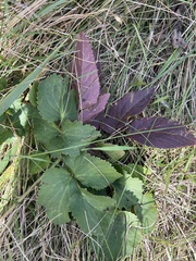 Zizia aurea
