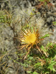 Carlina corymbosa