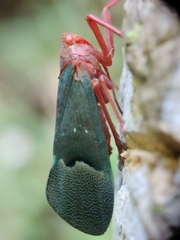 Scamandra