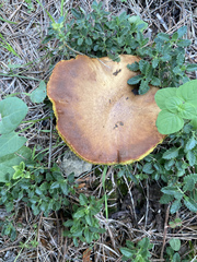 Suillus collinitus