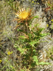 Carlina corymbosa