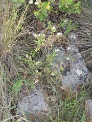 Chaenostoma hispidum