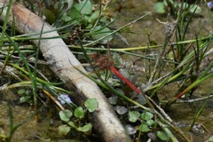 Sympetrum gilvum