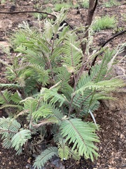 Leucaena leucocephala