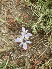 Moraea setifolia