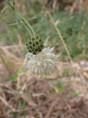 Cephalaria leucantha