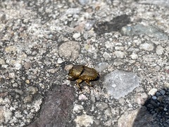 Euoniticellus intermedius