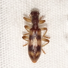Cymatodera undulata