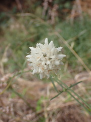 Cephalaria leucantha