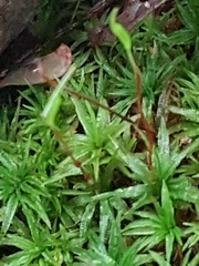 Atrichum undulatum