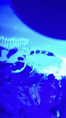 Vaejovis carolinianus