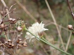 Cephalaria leucantha
