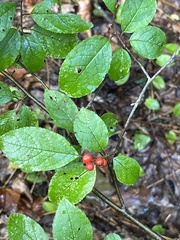Ilex verticillata