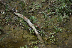 Sympetrum gilvum