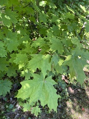 Acer saccharum